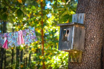 An adult martin returning to the birdhouse nest to feed its young.