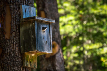 Baby purple martin waiting in a birdhouse for its parents to return with food.