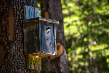 Baby purple martin waiting in a birdhouse for its parents to return with food.