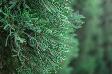 Fototapeta na wymiar Close up of pine leaves tree branches background