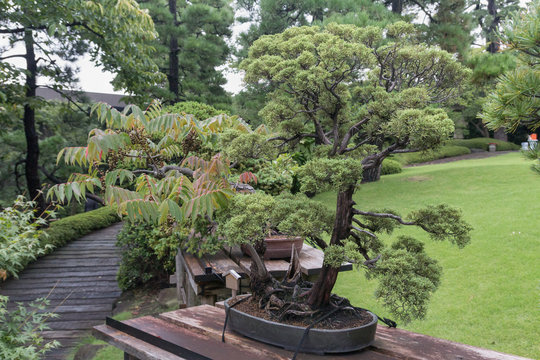 Japan traditional little trees bonsai in garden, among the big trees and lawn