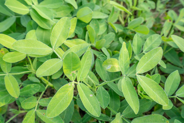 Fototapeta na wymiar Peanut leaf planting in the field
