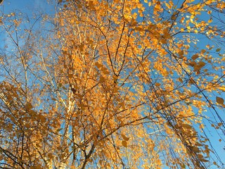 Yellow birches against the blue sky in autumn