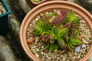 The succulent in pot, Succulent business