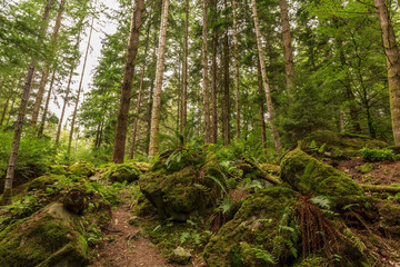 Naturewood