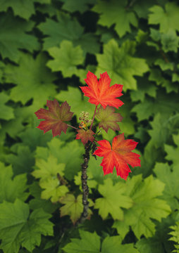 Red-orange Leaves Popping Out Above Green Leaves