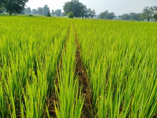 Green paddy field in rainy season 