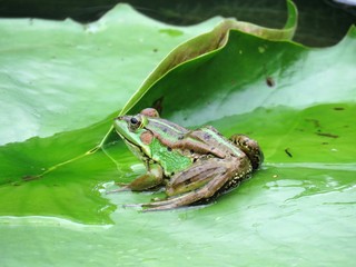 Green Frog found in Pond in taiwan