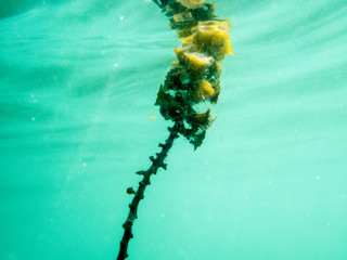 algae underwater
