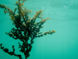 Fototapeta na wymiar algae underwater