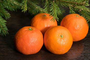 Four tangerines with Christmas tree branch