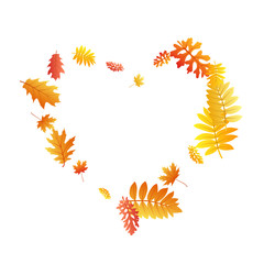 Oak, maple, wild ash rowan leaves vector, autumn foliage on white background.
