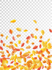 Oak, maple, wild ash rowan leaves vector, autumn foliage on transparent background.