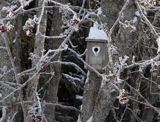 birdhouse on a tree