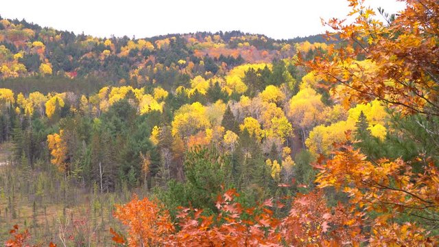 Algonquin Provincial Park with beautiful autumn leaf colors on rolling hill, view from lookout point in Visitor Centre
