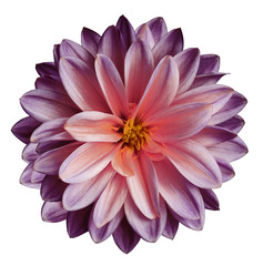 Chrysanthemum flower purple-pink  on a white isolated background with clipping path  no shadows.  Closeup.   For design.   Nature.
