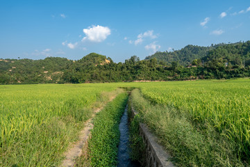 Paddy fields and blue skies