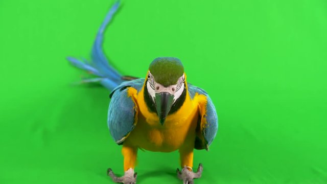 Full body close-up of a blue yellow Macaw parrot standing, looking at camera on a green screen background