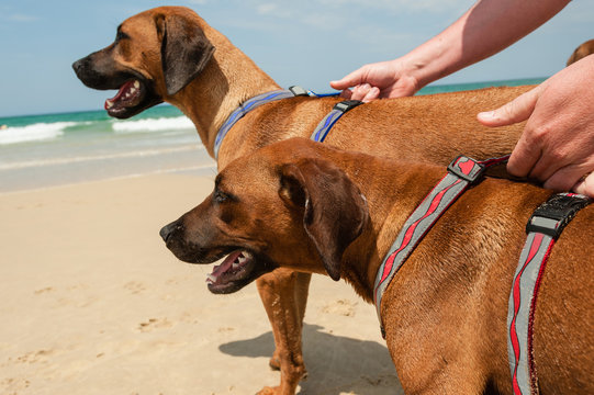 a man restraining his two dogs at the beach