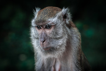 Macaque monkey close up