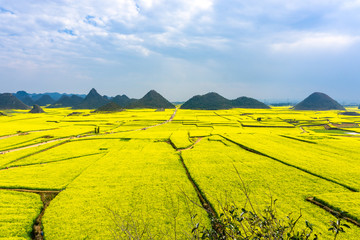 Panoramic view of The Yellow Flowers of Rapeseed fields with blue sky at Luoping, small county in eastern Yunnan, China