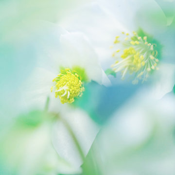 Pale colored lenten roses close up