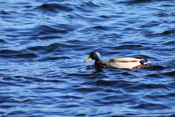 duck in water