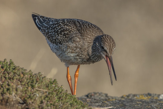 wattvogel