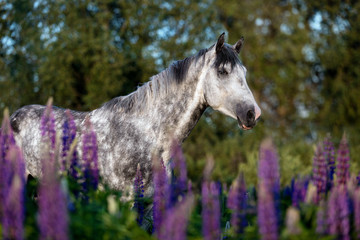 Portrait of a purebred Arabian horse among lupine flowers.