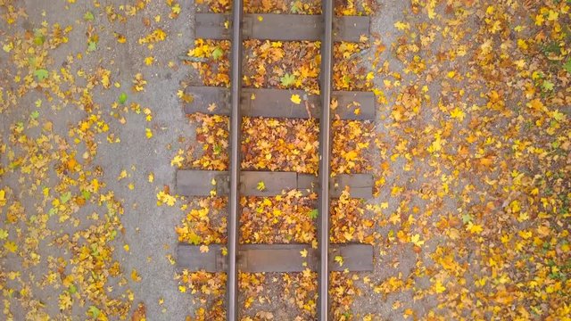 Rail road way in empty autumn forest