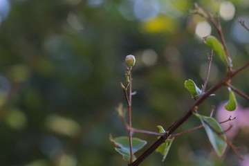 buds on tree (Crape myrtle)