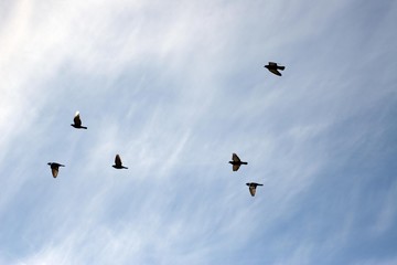 Silhouette birds flying