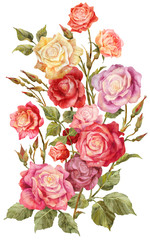 Bouquet of colorful roses isolated on white