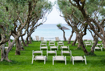 A relaxing place with sun beds under olive trees by seaside on southern Europe