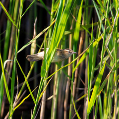 The bird lives on the reeds in nature