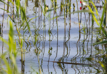 Reed grows in water on a pond