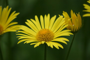 yellow flower