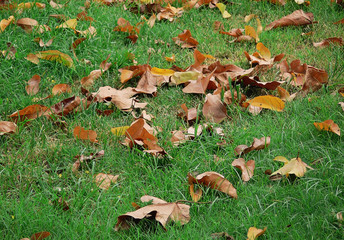 autumn leaves on green grass