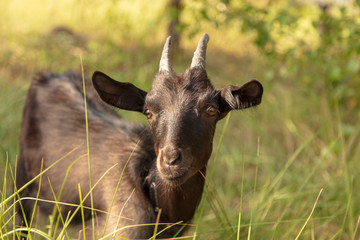 Portrait of a black goat on a pasture