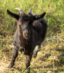 Fototapeta premium Portrait of a black goat on a pasture