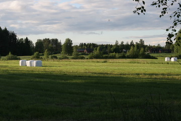 Fototapeta na wymiar cows in a field