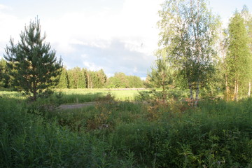 landscape with trees