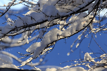 White snow on the branches of a tree