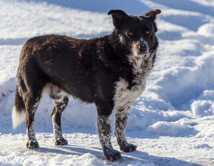 Obraz premium Portrait of a dog on the snow in winter
