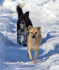 Two dogs in the snow in winter