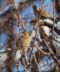 Sparrow on the branches of a tree against the blue sky