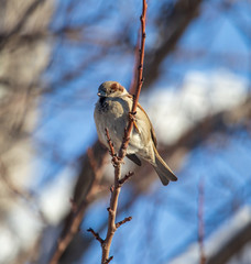 Sparrow on the branches of a tree against the blue sky