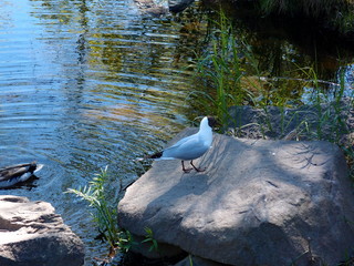 seagull on rock