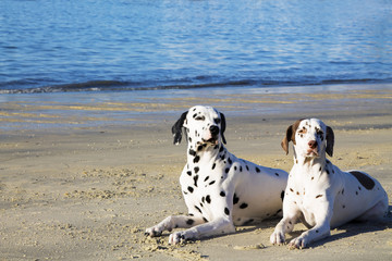 couple of Dalmatian dogs on the beach