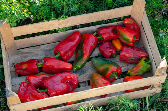 Red sweet pepper in wooden box in garden.